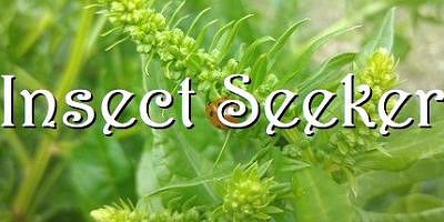 昆虫探寻者/Insect Seeker