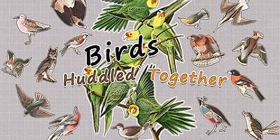 挤在一起的鸟鸟|官方中文|Birds Huddled Together